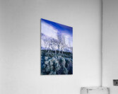 Halloween woodland Acrylic Print