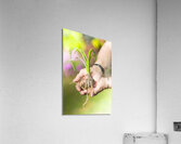 Hands Holding Plant Acrylic Print