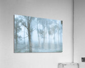 Wild blue woodland Acrylic Print