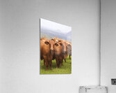 Mountain Cows Acrylic Print