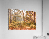 Falls Undergrowth  Acrylic Print