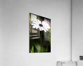 Purple Daisy Acrylic Print