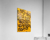 On charter logs Acrylic Print