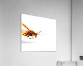Fire Wasp Racing At Scorching Speed Acrylic Print