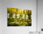 Wander Land  Acrylic Print