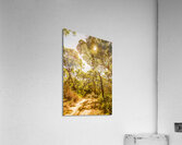 Amity Vl. Acrylic Print