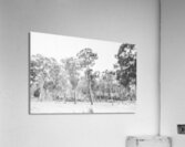 In gusts of a snowstorm Acrylic Print