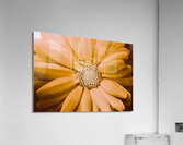 Decorative closeness Acrylic Print