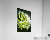 Nature Details Acrylic Print