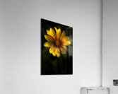 Beginning Of Spring In Flower Acrylic Print