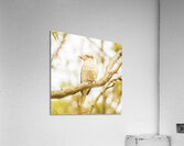 Kingfisher views Acrylic Print