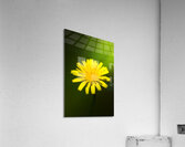 Dandelion Flower Acrylic Print