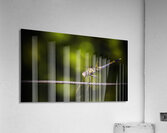 Colourful australian dragonfly at insect crossing Acrylic Print