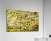 Forest footbridge Acrylic Print