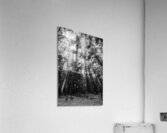 Reigning pines Acrylic Print