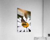 Moth insects on a bright and lush garden flower Acrylic Print