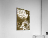 Pina Pokada Acrylic Print