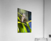 Tropical Butterfly Acrylic Print