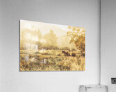 Stallion homestead Acrylic Print