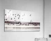 Bay of birds Acrylic Print