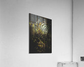 Desert flowers Acrylic Print