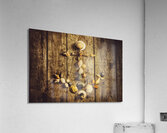Shell n anchor Acrylic Print