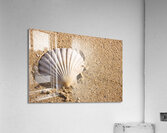 Sandy Shell Acrylic Print