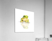 Green Tree Frog Acrylic Print