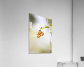 Wild simplicity Acrylic Print