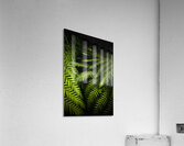 Twilight rainforest fern  Acrylic Print