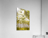 Open airs Acrylic Print