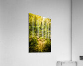 Forgotten forest Acrylic Print