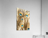 Regally golden Acrylic Print