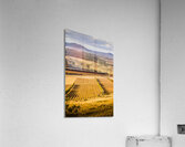 Vineyard harvest landscape Acrylic Print