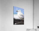 Ocean Bird Acrylic Print