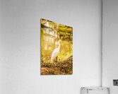 Afternoon lakes Acrylic Print