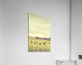 Sheep grazing in rustic Richmond Acrylic Print