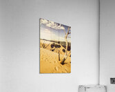 Tasmanian desert tree landscape Acrylic Print