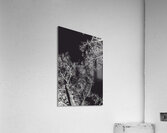 Woodland heights Acrylic Print