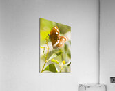 Spotted black crow butterfly  Acrylic Print