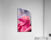 Rosy romantics Acrylic Print