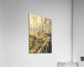 Tasmanian forest sunrise Acrylic Print