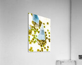 Summer tips and parlour tricks Acrylic Print