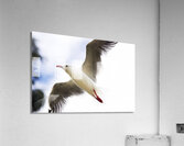 Dusk Flight Acrylic Print