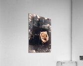 Yellow rose pier Acrylic Print