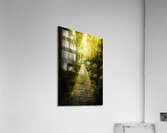 Lush Green Rainforest Walk Acrylic Print