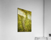 Wisdom in nature Acrylic Print