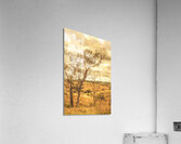 Summer dreaming Acrylic Print