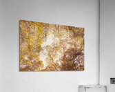 Beyond the pines Acrylic Print