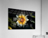 Dark Daisy Flower Acrylic Print